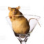 rat in a martini glass