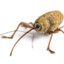 Weevilwin