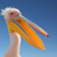 Pelican