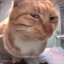 Side eye cat