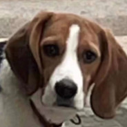 感情是跳伞大忌