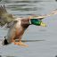 The Mallard Duck