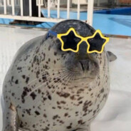 seal (cool)