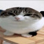 wawacat