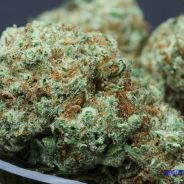 Kush Bush