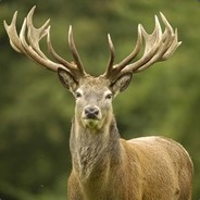 Thunderdeer