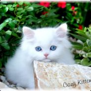 1chat