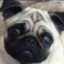 [=PUG=] Kiwiferg