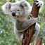 An Aroused Koala