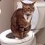 Pooping Cat