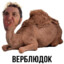 Гнида