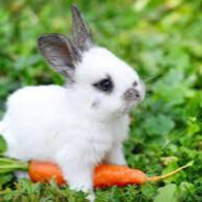 Just Bunny
