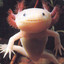 Axolotl