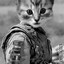 Kitty_Army escape. EL BASO