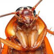 Cockroach