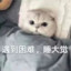 喵喵喵喵喵