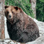 GRIZZLY