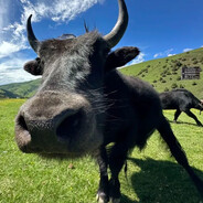 超级飞侠认真办案