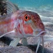 Барабулька