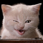 内格夫，启动！