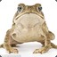 battle_toad