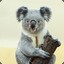 Mr Koala