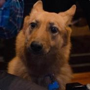 Просто Лапа