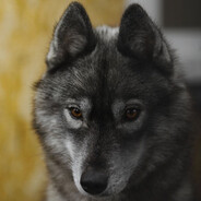 Husky
