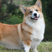 краду детей#FlowerRust