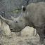 {HWR Leader} Rhino the Marauder