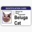 Beluga Cat