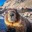 The Curious Marmot2015