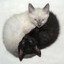 Avatar of yin yang.