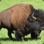 Manly Bison