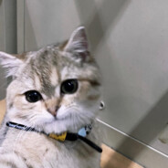 记住杀你的是腾杰大神