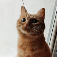 Miss Lillia's horseshoe