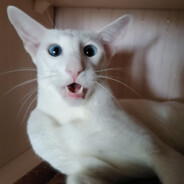 pogich🐾 avatar