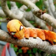 鉴黄宗师 丁小胖