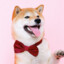 Shiba