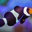 baby clownfish