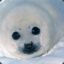 Baby_Seal