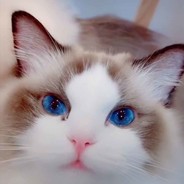 流星加速器打派连不上