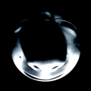 丫德勒斯·尼德