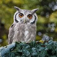 ObrzezanyHelikopter997pl