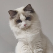 一半的茶色猫咪