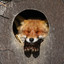 Toxic box fox
