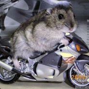 phebus le cbr/̵͇̿/'̿-̅-̅-