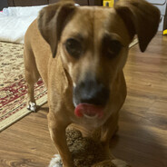 Pyśka lubi jabłuszkoskins.arm