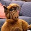 ALF