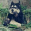 SHAYAOYI
